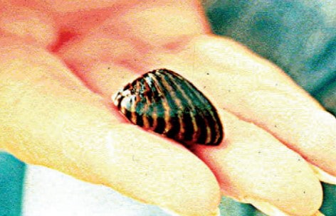 Zebra mussel in fire sprinkler pipe