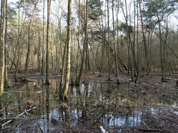 A swamp